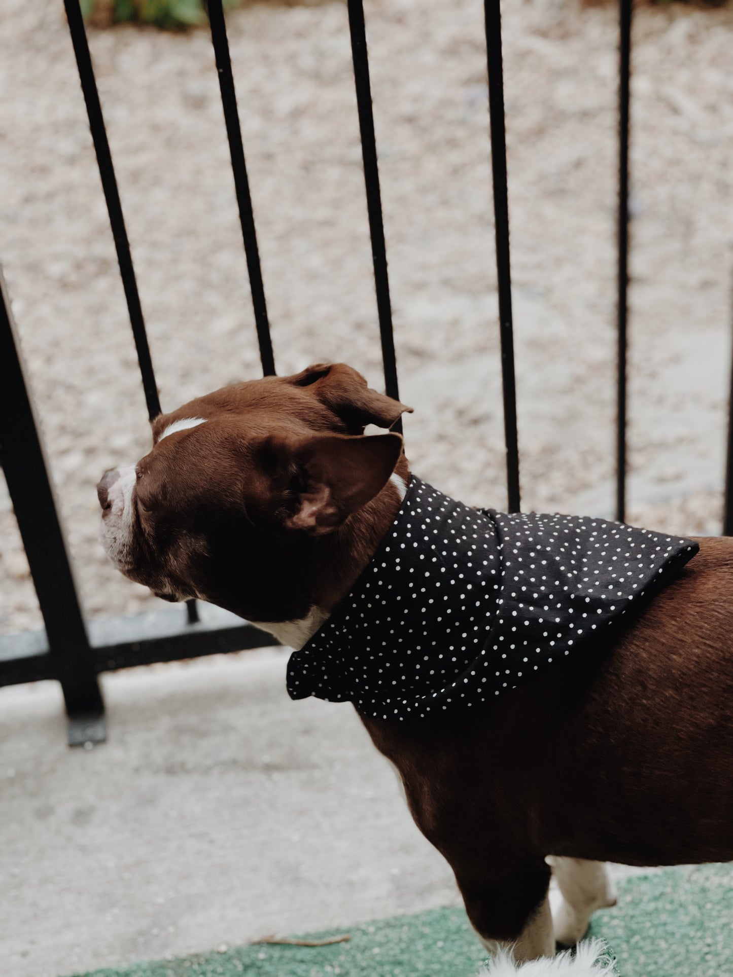 Bandana Aly