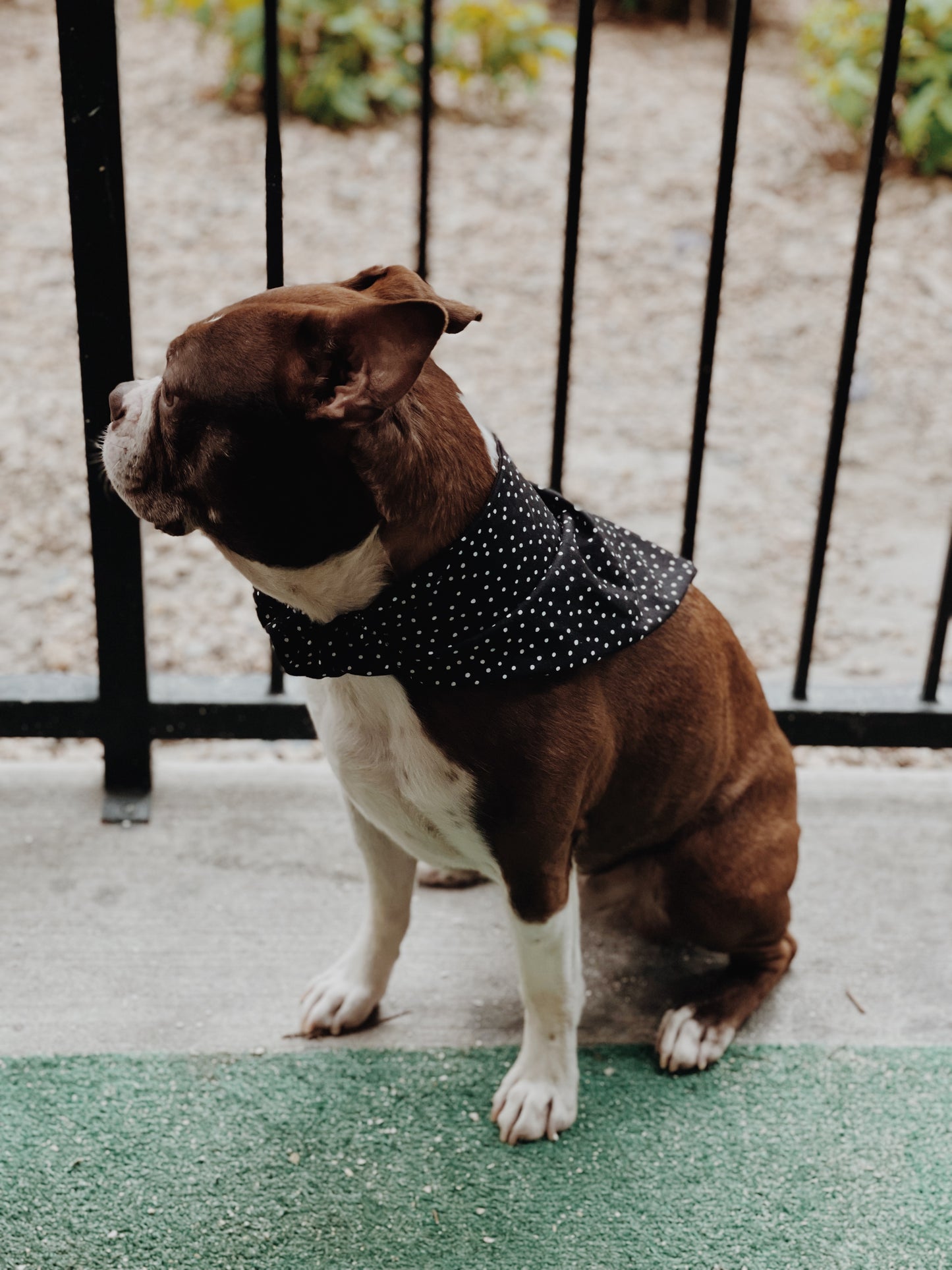Bandana Aly